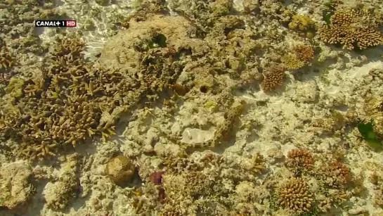 La.Gran.Barrera.De.Coral.1x01.Un.Milagro.de.la.Naturaleza(BBC)(2012).