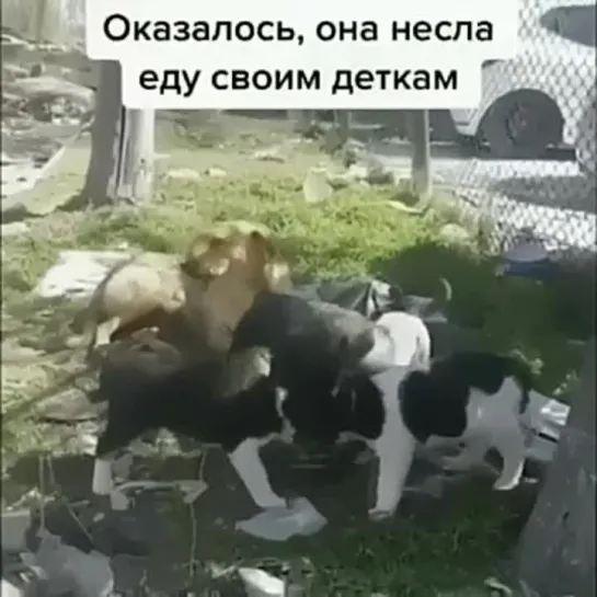 Несла еду своим деткам