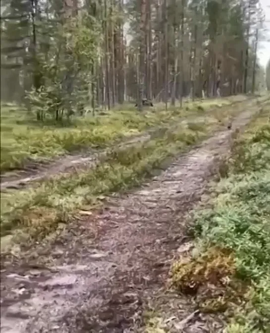 Улыбнуло )))😁😁😁Охотник )))