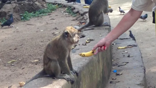 Monkey temple