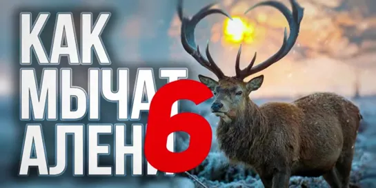 Как мычат Алени 6. Осенний Гон. Meganych