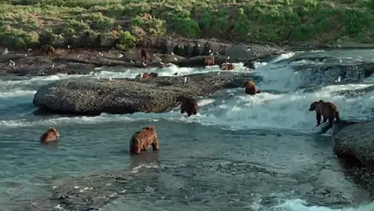 Bears [Sub-ITA] (2014)