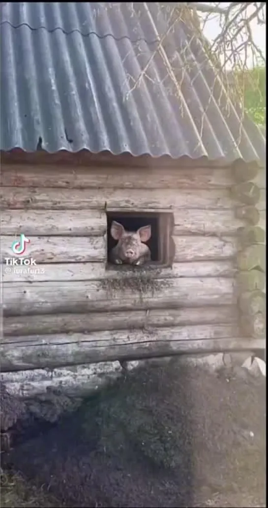 Видео от СОВА СКАЗАЛА