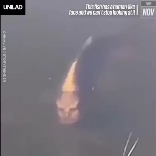 Fish with human face 👀😬