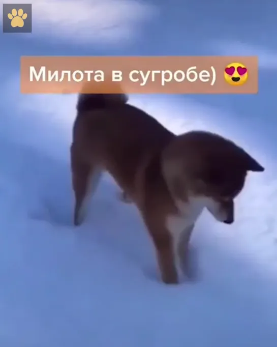 Милота в сугробе