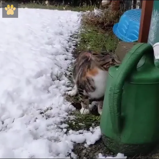 Первый в жизни снег