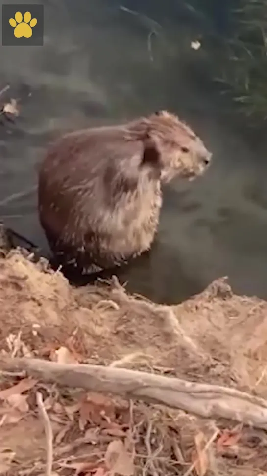 Водные процедуры бобра