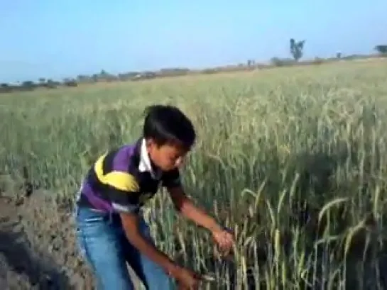 rajasthani boy describe the wheat crop in his village farm in rajasthani language