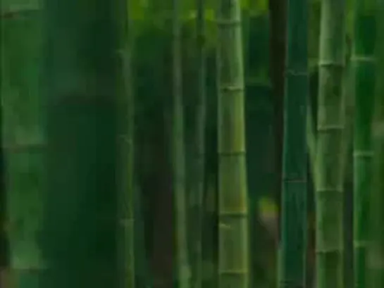 Dead or Alive catfight Ayane vs Kasumi in bamboo forest