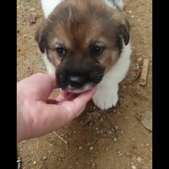 Cree & Jay • Dog Shelter in Korea