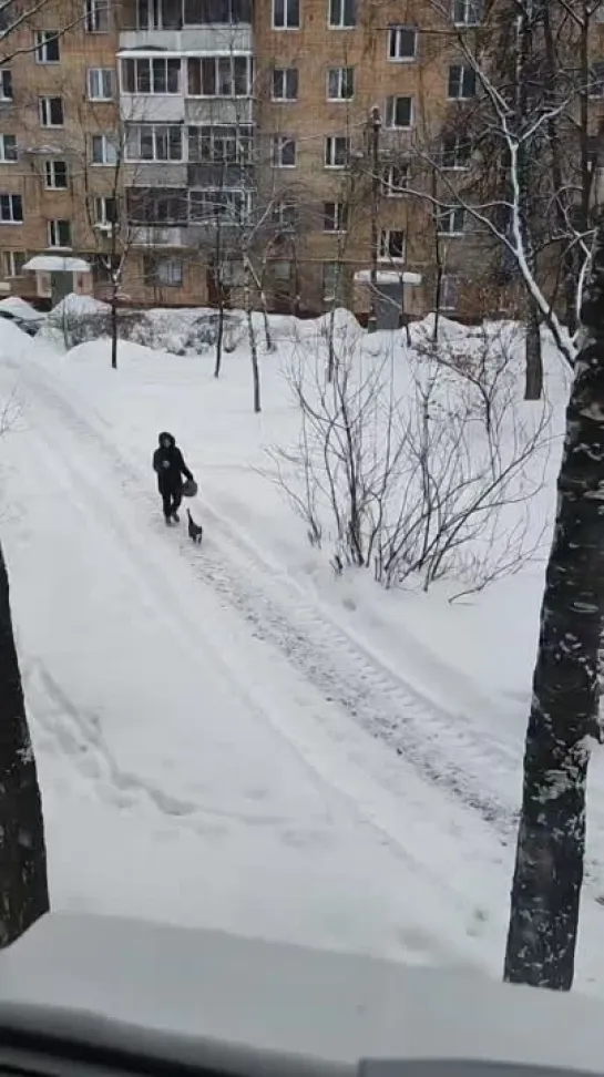 Видео от Коты, которых мы заслужили