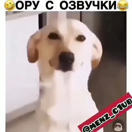 Прикольная озвучка