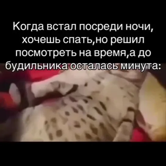 СЫС