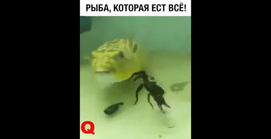 Рыба которая ест всё