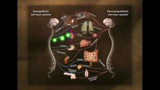 [Роберт Сапольски - 3. Стресс и наше сердце]