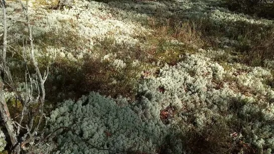 Видео от Александра Богданова-Заплюсского