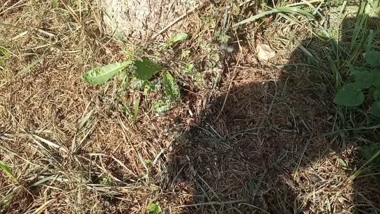 Видео от Александра Богданова-Заплюсского