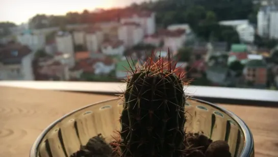 🌅🌵🌅