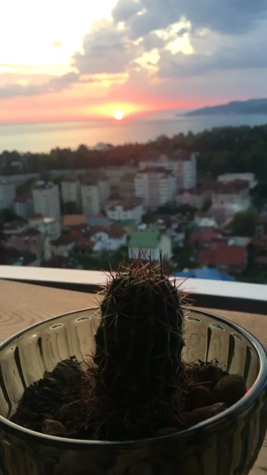 🌅🌵🌅