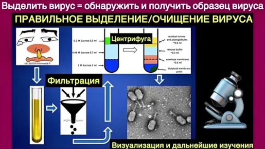 ЧТО ОБЩЕГО МЕЖДУ ЕДИНОРОГОМ И ИНДИЙСКИМ ШТАММОМ ДЕЛЬТА?