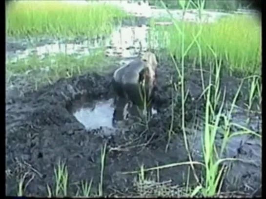 Bikini Quicksand Fun