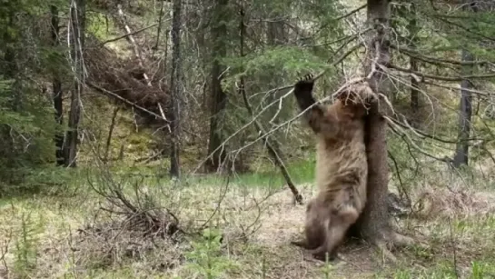 Single Bear