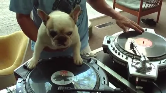 DJ Dog