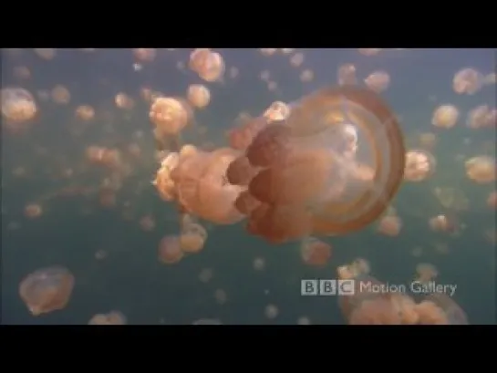 BBC Motion Gallery - Life in the Blue (HD)