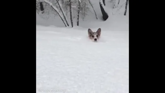 Так, зиму перезимовали, осталось перезимовать весну!)))