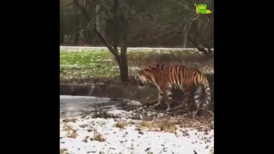 Кошка всегда кошка! Даже если она Тигр...