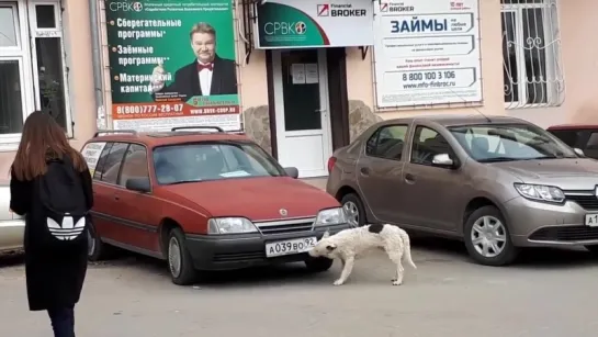 В Ялте собака крадет номера с машин.