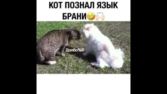 Драка котов (с субтитрами)