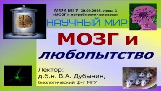 3. Вячеслав Дубынин - Мозг и любопытство