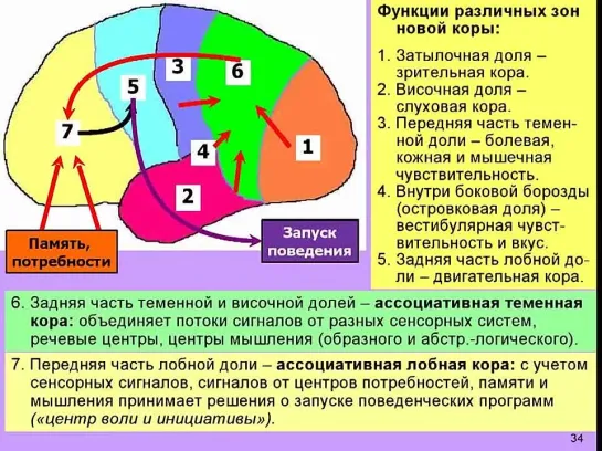 Из чего сделан мозг - Вячеслав Дубынин