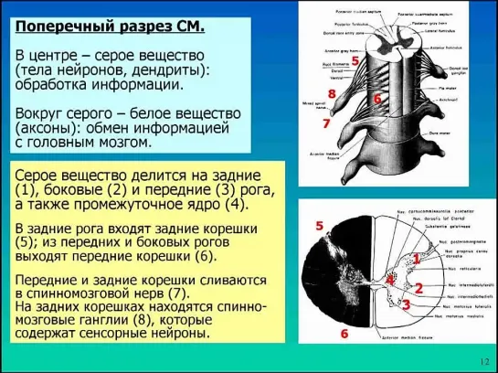 Мозг человека и рефлексы - Вячеслав Дубынин