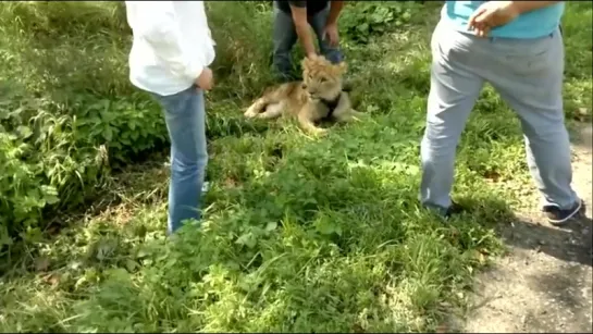 Лев на Можайском шоссе в Одинцовском районе