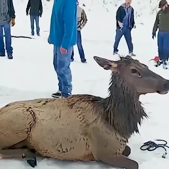 Это стоит посмотреть - Спасатели спасли животных попавших в ледовую ловушку