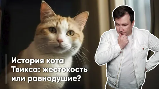 История кота Твикса: жестокость или равнодушие?