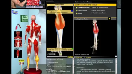 Биомеханика мышц голени_ Анатомия и 3D анализ упражнений