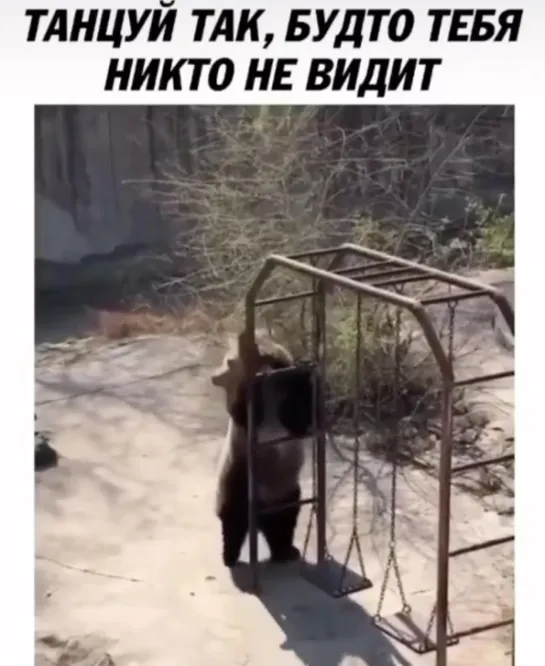 Медведь танцует