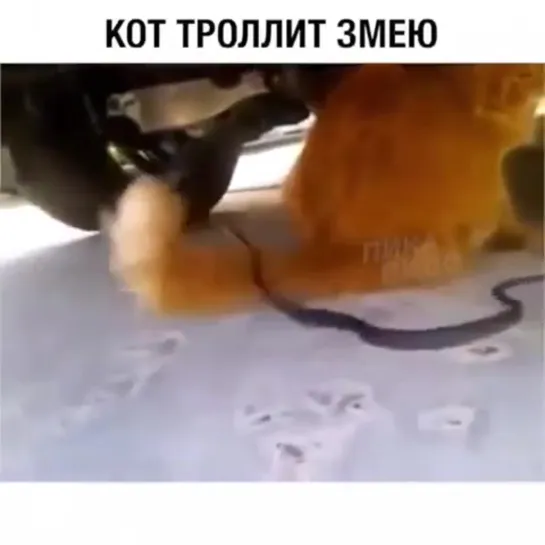 Настоящий боец