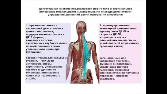 Сколиоз. Выпрямление тела мышцами туловища