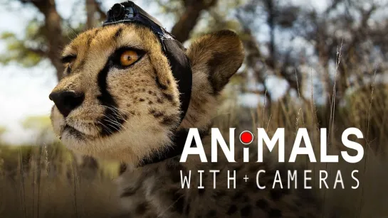 Animals With Cameras - E1