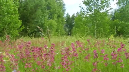 Звуки живой Природы - Пение птиц и цветение трав ...