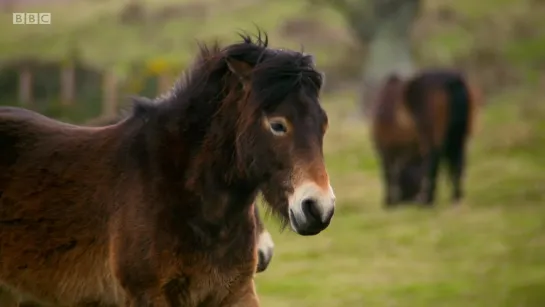 Countryfile, S31E15 / News, Reality-TV / ENG / 720p