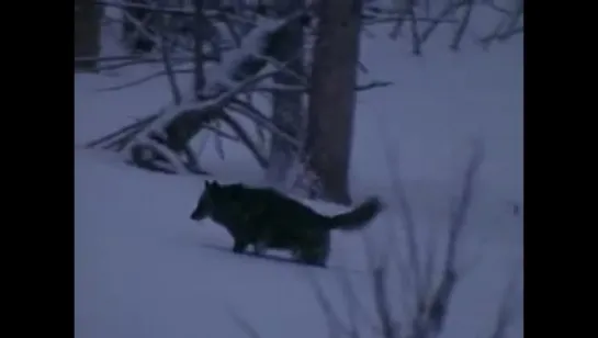 National Geographic "В стае волков" (2003)