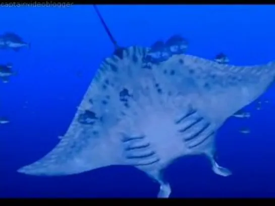 Manta Ray