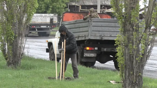 Высадка молодых деревьев на центральной аллее Шадринска (2022-05-17)