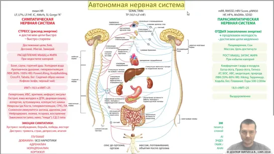 #4. Стресс и Автономная Нервная Система. Симпатика и парасимпатика