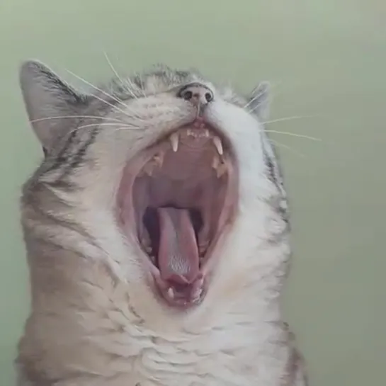 yaaaaaaaawn